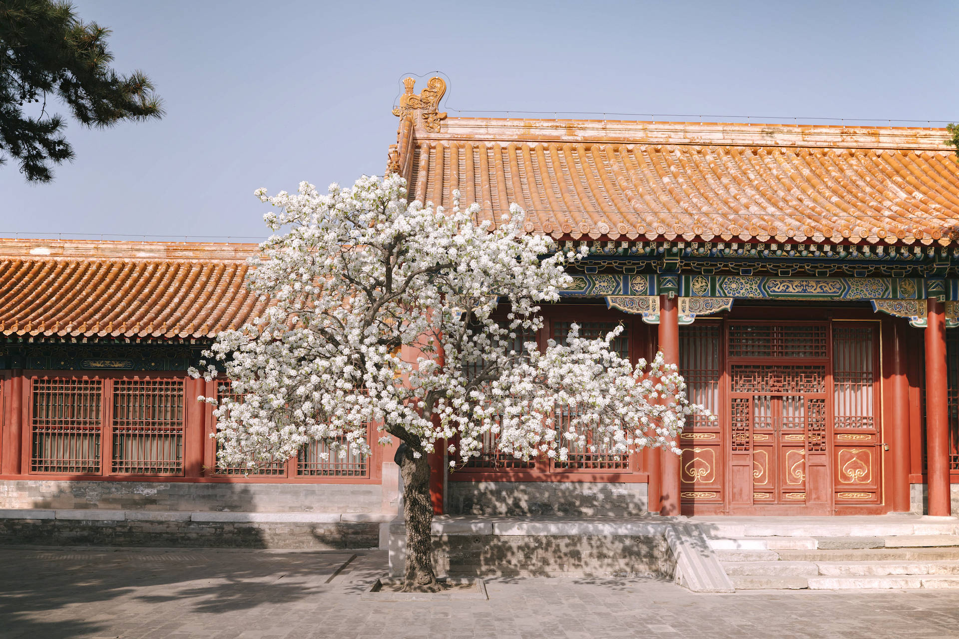 故宫春日,海棠未雨,梨花正好_御花园_杏花_玉兰