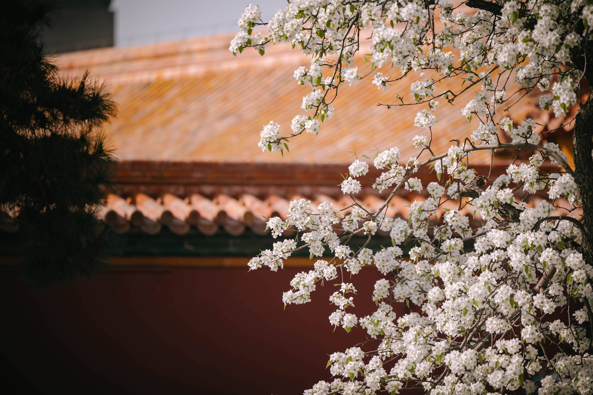 两株梨花一棵分列寿康宫的两侧,一棵开得满树的梨花旁人