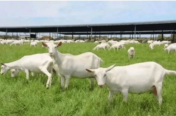 秦羊友道都说喝羊奶补钙这到底是为什么呢