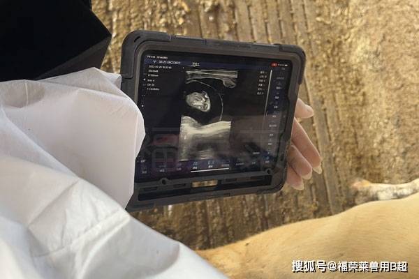 牛b超妊娠影像图解析图片