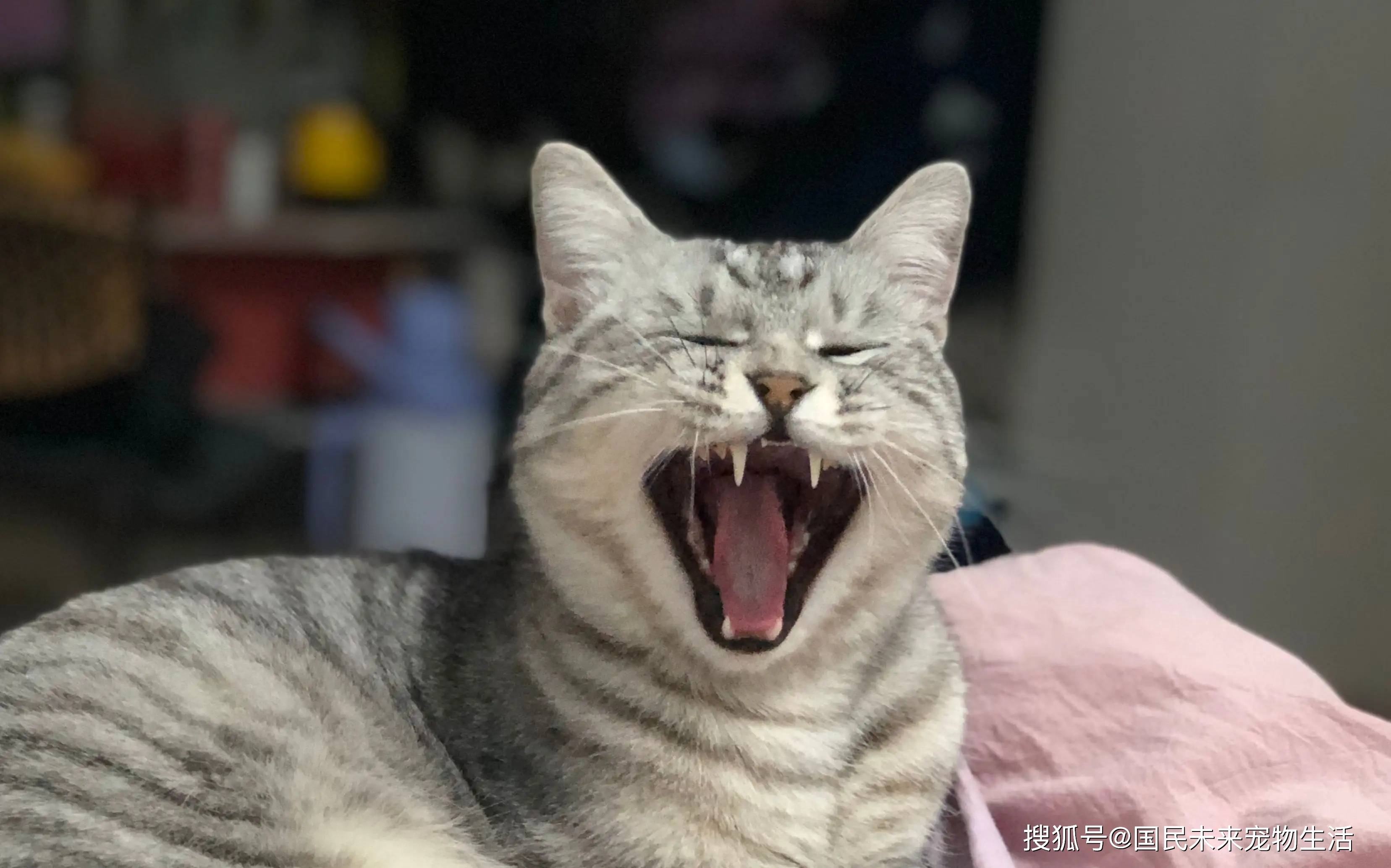 猫咪小情绪表情包图片