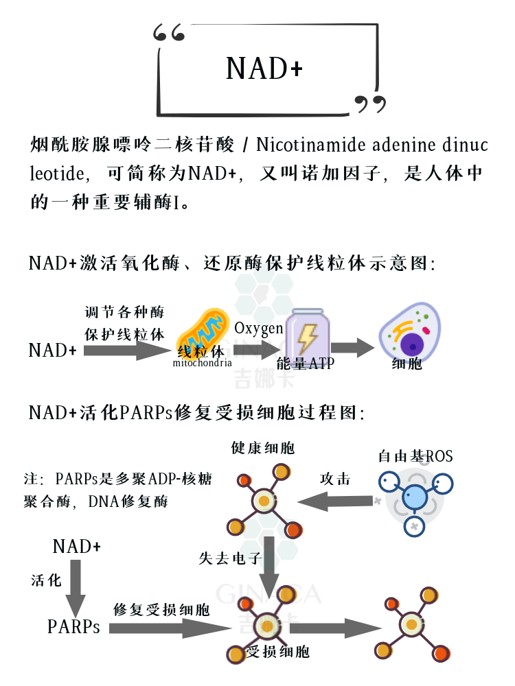 衰老之线粒体功能障碍最全衰老手册
