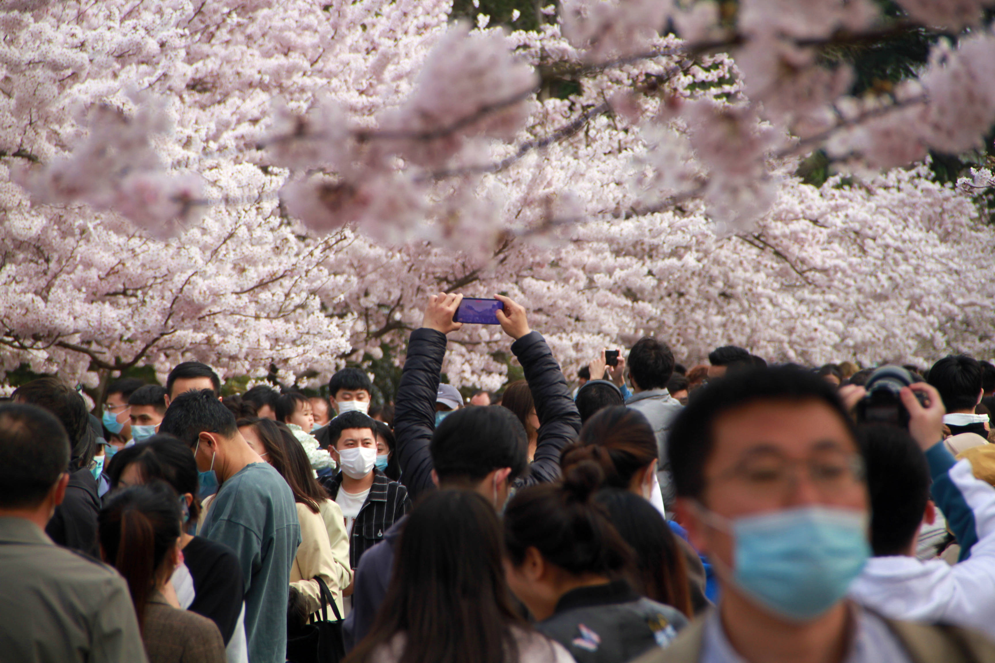 原创青岛中山公园樱花绽放数万赏樱大军挤爆樱花大道