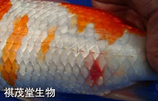 鱼打印病的症状鱼打印病怎么引起的鱼打印病用什么药最好打印病怎么治