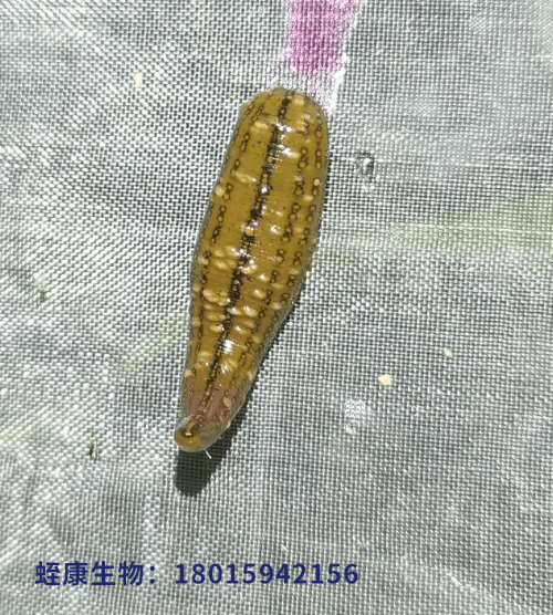 原创水蛭白点病的症状表现以及引发原因