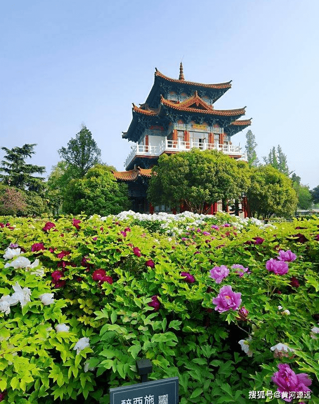 人间四月牡丹飘香绿牡丹提前绽放周末的洛阳王城公园真是热闹