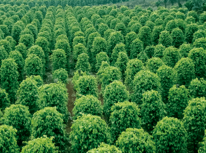 搜了宝白胡椒财富的象征