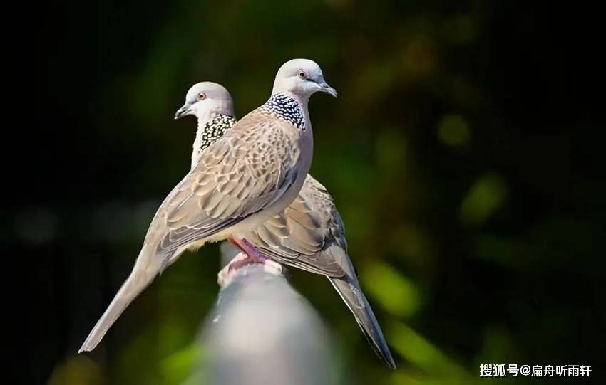 喜聞斑鳩又鳴唱_叫聲_鴿子_時候