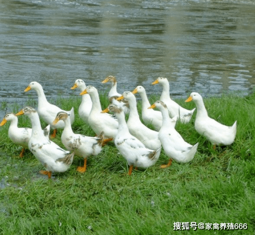 番鸭感染浆膜炎怎么办 鸭子头颈后仰怎么回事_发病_症状_黄绿色