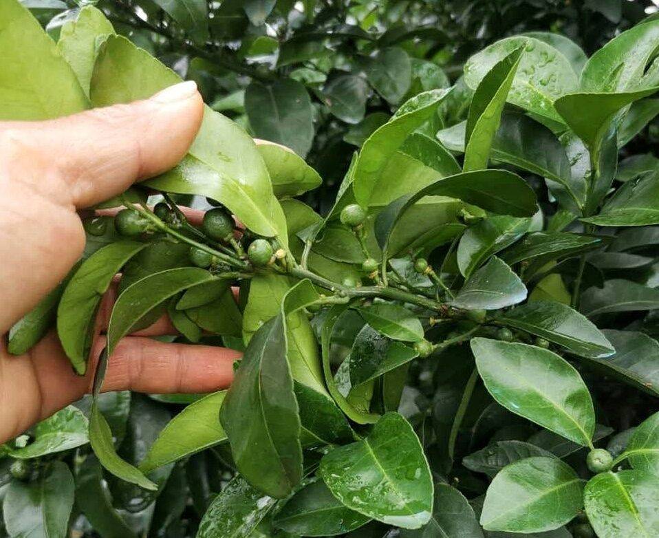 如何让柑橘幼果快速分果避免后期落果严重