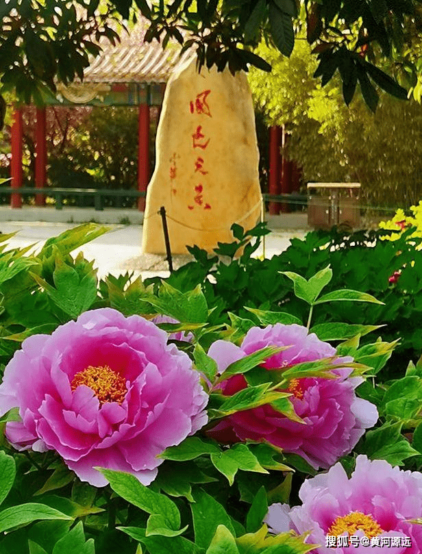 周末时洛阳中国国花园花开惊艳满园牡丹飘香美丽的亮点很难忘