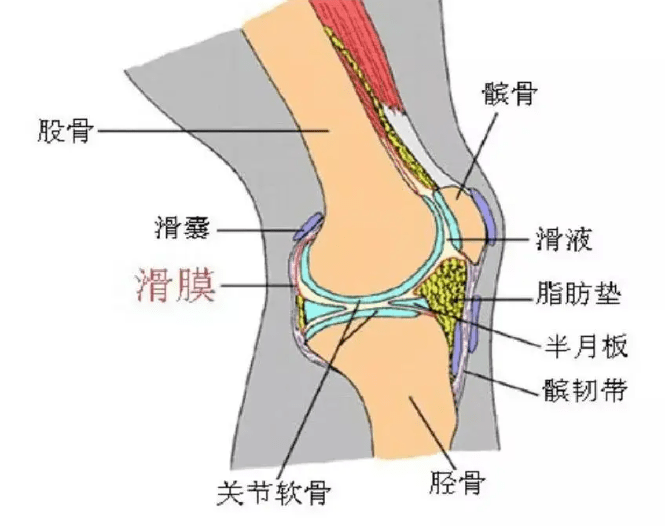 膝关节韧带部位图图片