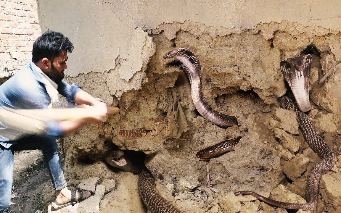 五条眼镜蛇藏在墙里与屋主同居半年