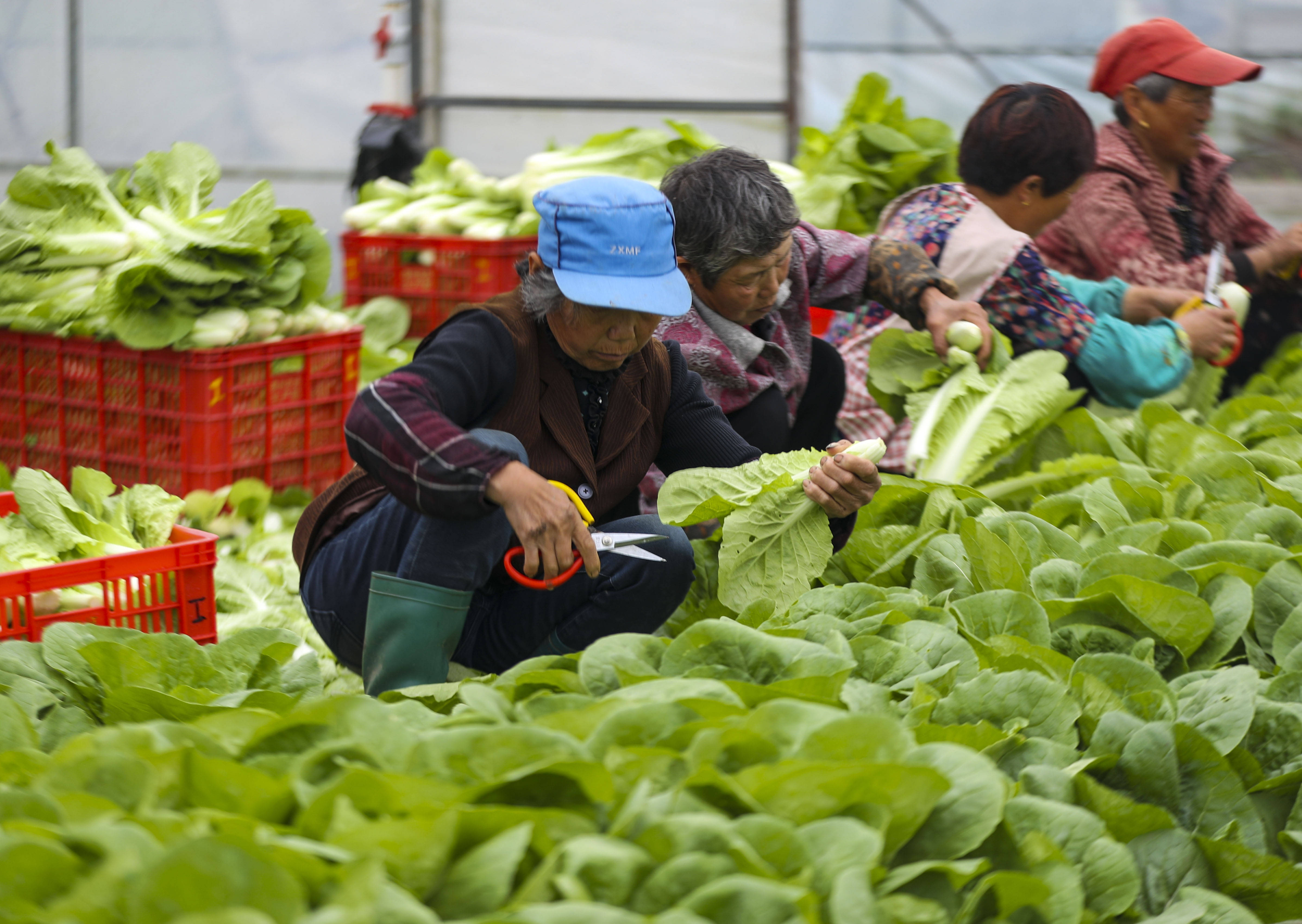 江苏泰州采收蔬菜保供应
