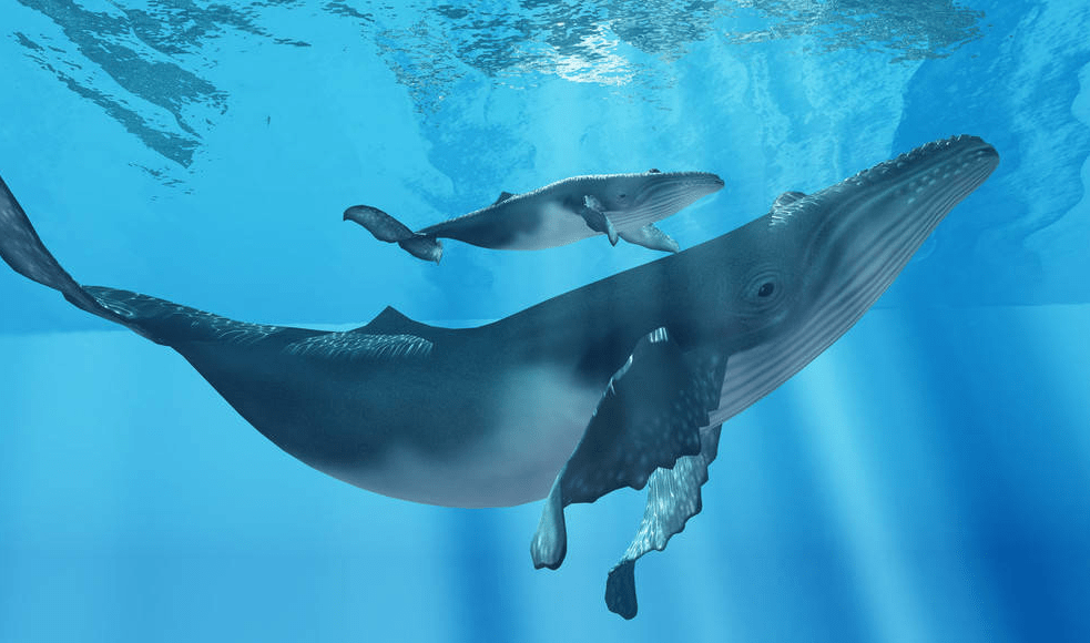 鲸鱼生活在海洋里,但却不是"鱼",而是世界上最大的哺乳动物,庞然大物