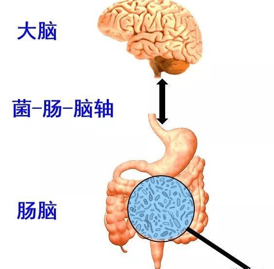 满脑肥肠和脑满肠肥图片