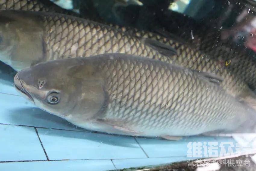 原創池塘養殖脆肉鯇的條件脆皖魚的特殊飼料配方