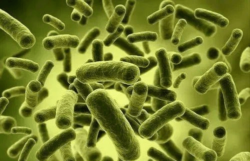 硝化细菌可以净化水质吗它在过滤系统中起什么作用