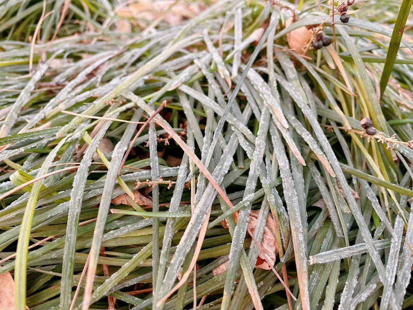 晨跑有悟有景有情更有心心相惜情相融景相應