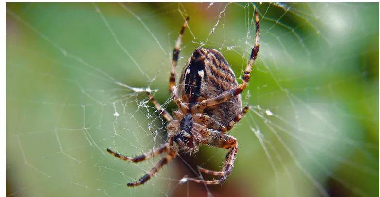 蜘蛛_关节_猎物