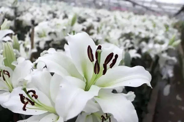 特产早知道——江油百合_调研_发展_人们