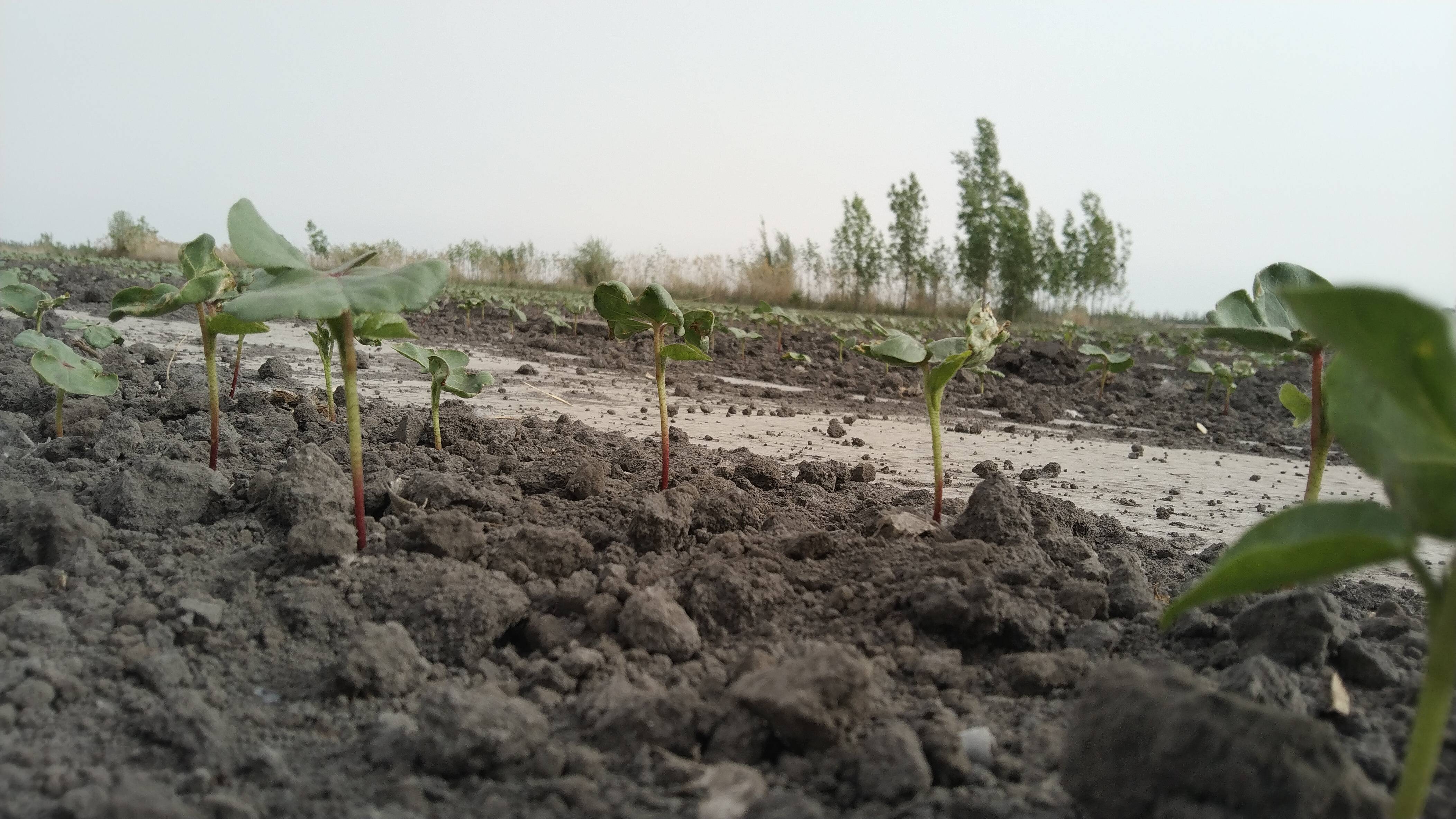 棉花苗期管理怎么样合理化控,什么情况下封洞比较合理?