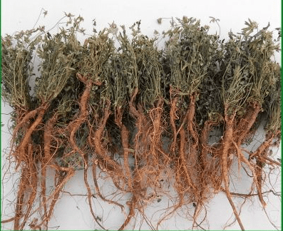 道地地道中药材浙八味八大祁药四大怀药