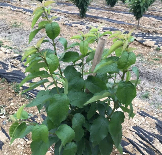 3年生弗里斯科樱桃树kgb树形的修剪技术 2年生弗里斯科樱桃树报价