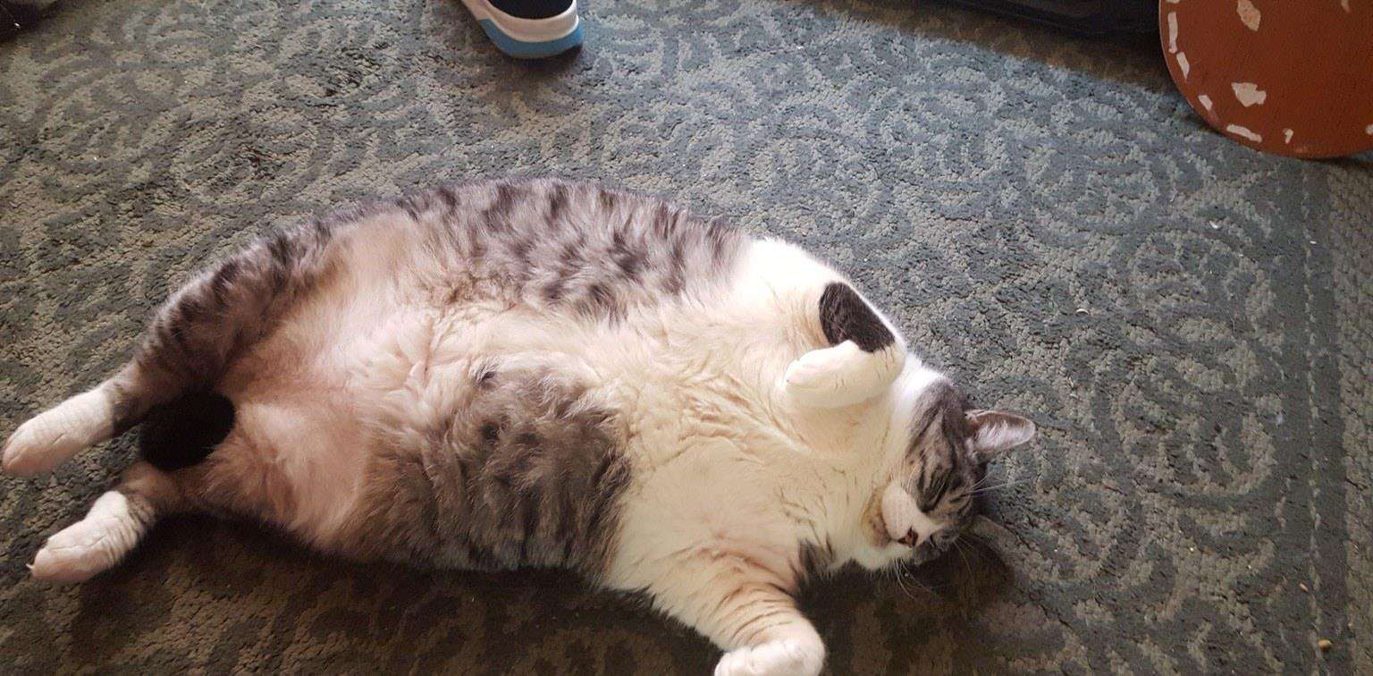 菲尔顿宠物官网铲屎官误把肚子胖当腹水猫腹水怎么判断