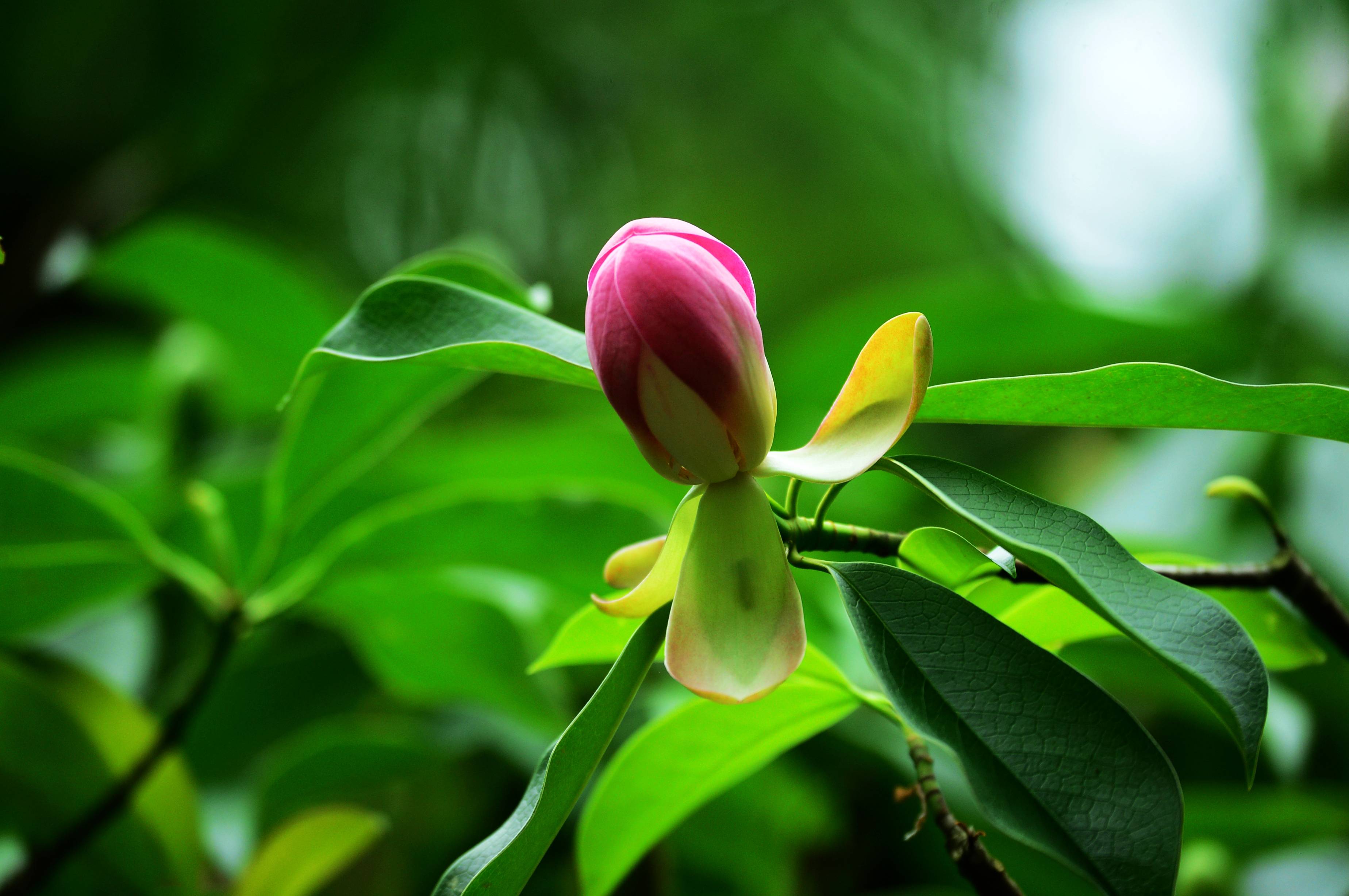 张家界天子山景区有种莲花长在树上组图