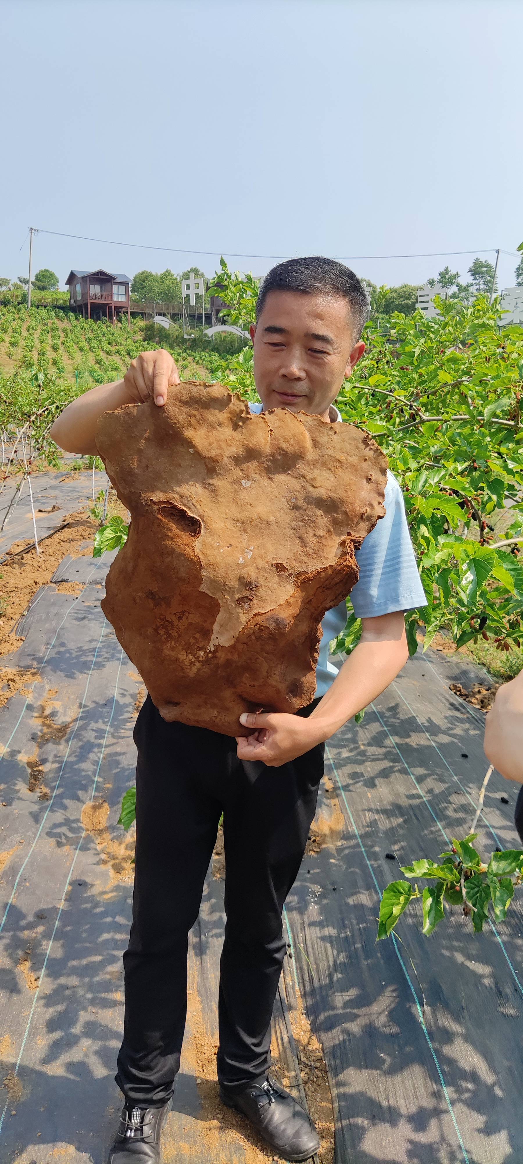 世界最大的野生桑黄现身国宝鎏金铜蚕出土地陕西石泉县池河金蚕小镇