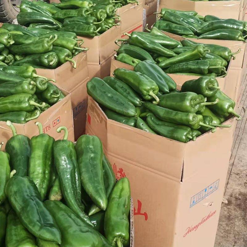 精品甜杂长甜椒青椒柿子椒菜椒辣椒种子