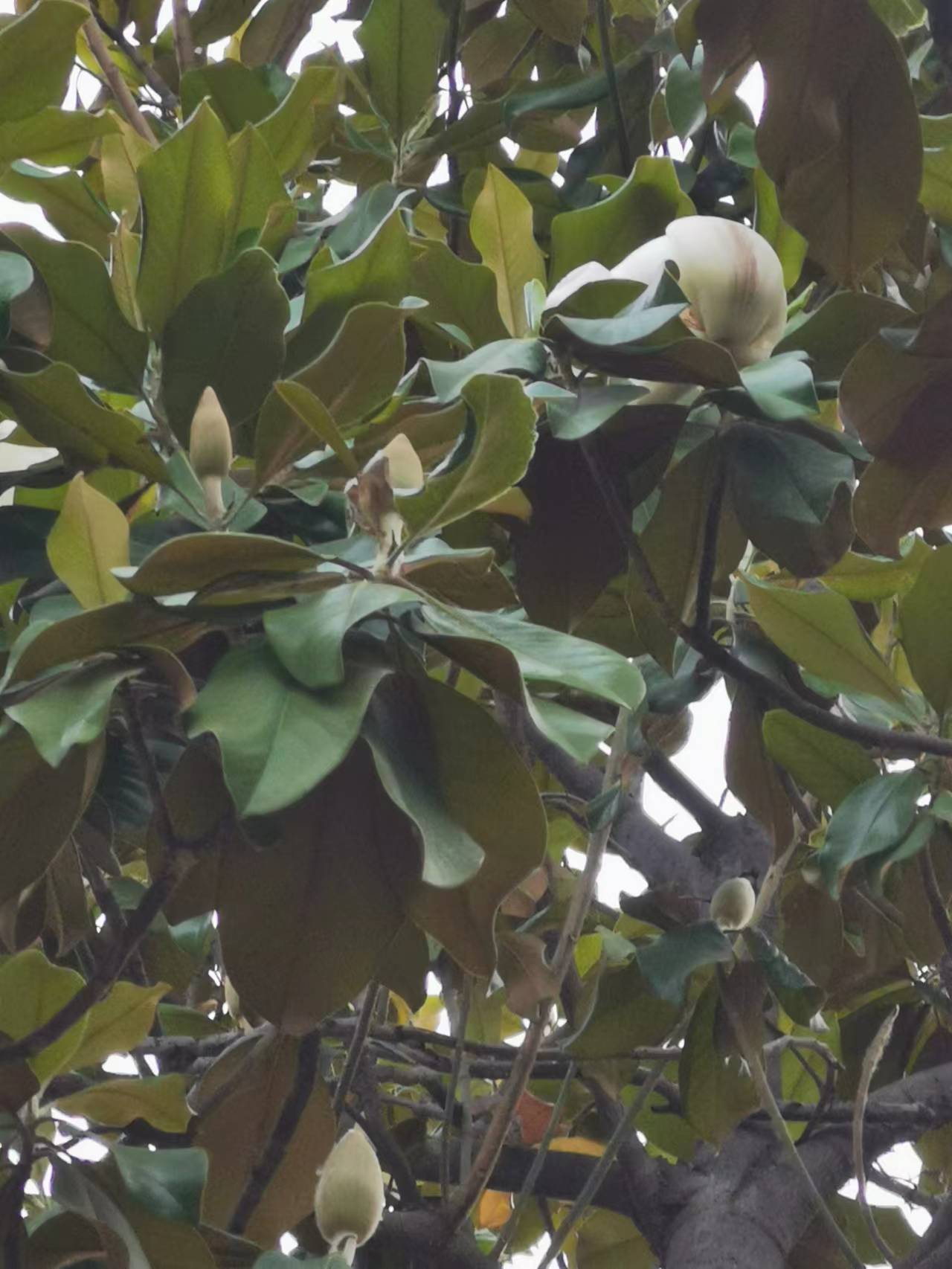 造假、偷换彩彩票平台- 彩票网站- APP下载 【官网推荐】票摇奖彩球构成何罪？