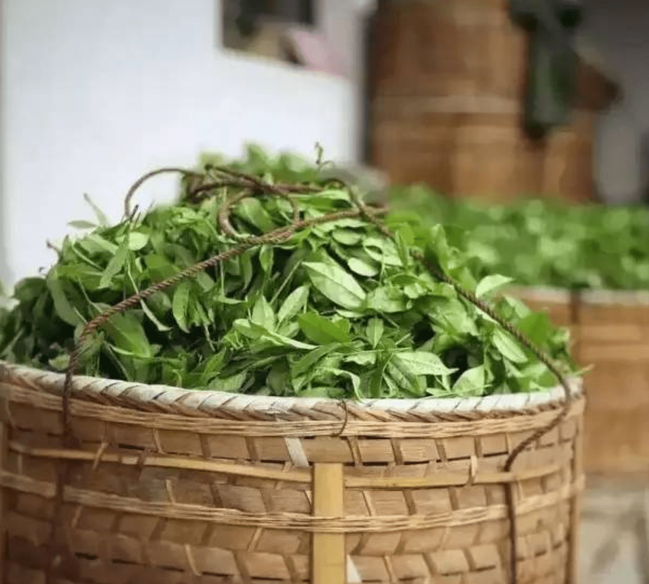 星油藤红茶采摘优质新鲜的嫩叶为原料,进行杀青,去除