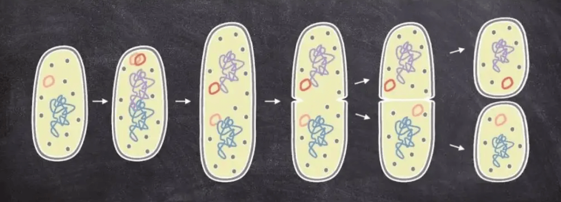 细菌生殖方式图片