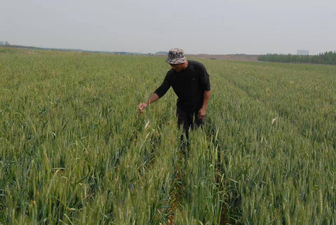 山东即墨：小满时节加强小麦后期管理 确保夏粮丰收
