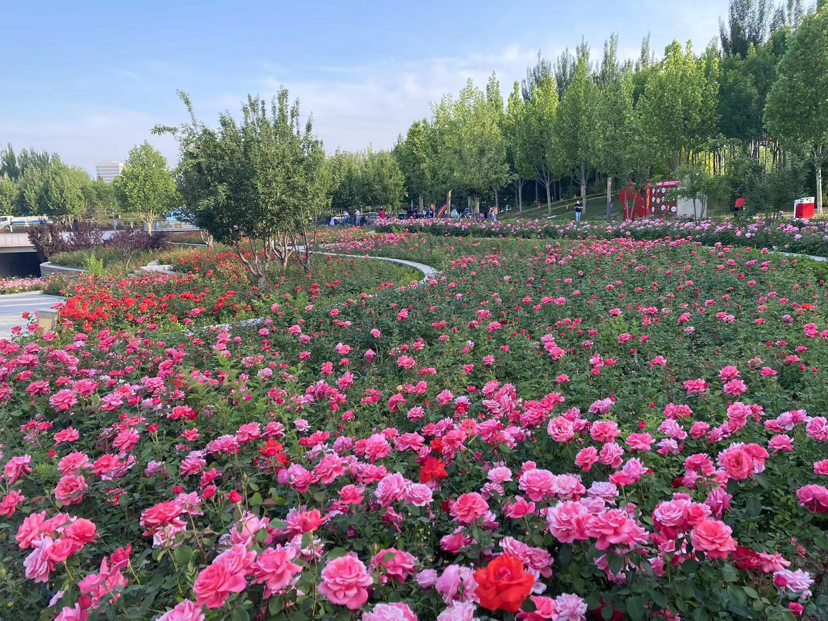 廊坊5月份迎来市花月季的盛开季 处处鲜花怒放_公园_丹凤_城市