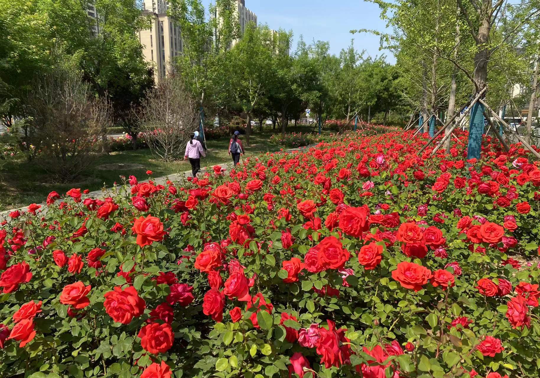 原创廊坊5月份迎来市花月季的盛开季处处鲜花怒放