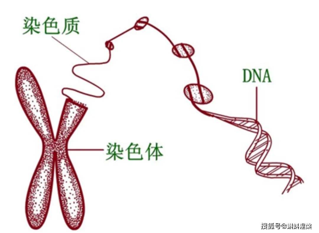 备孕从男性精子dna碎片抗氧化治疗开始
