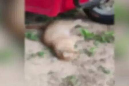 小区30多只猫狗疑被毒死 物业回应，草丛有粉末的火腿肠蚂蚁也死了