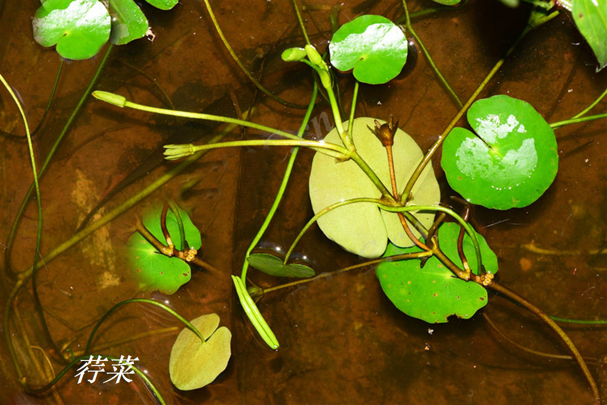 诗经里的植物辨识三十九荇菜之妁