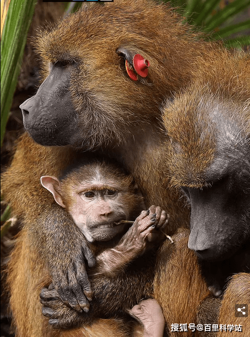 雄性狒狒与同性之间的交往,或影响他们去寻找异性并生下孩子_生殖