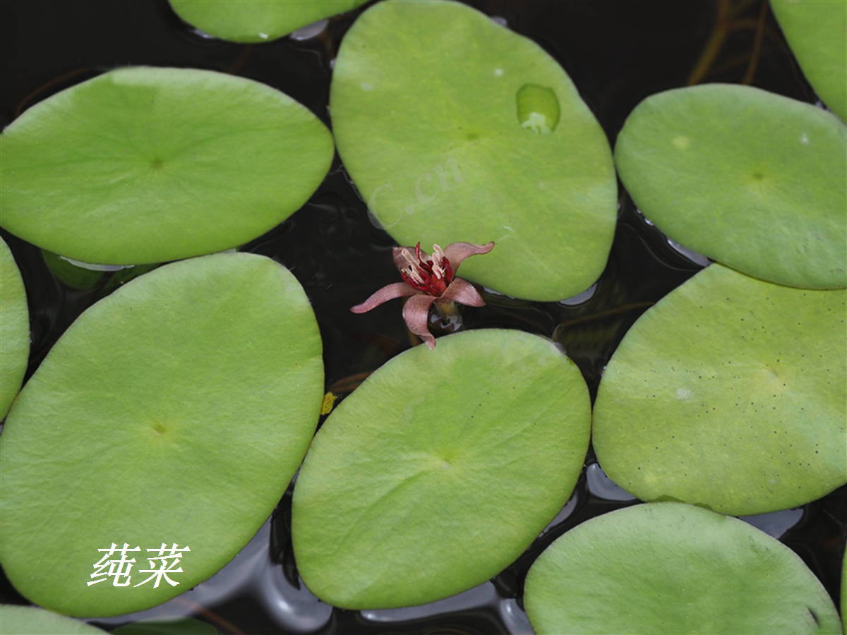 诗经里的植物辨识四十莼菜之美