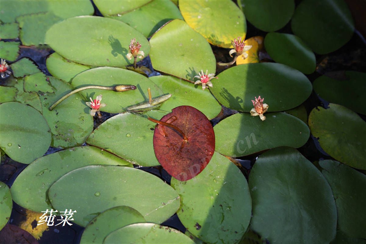 诗经里的植物辨识四十莼菜之美