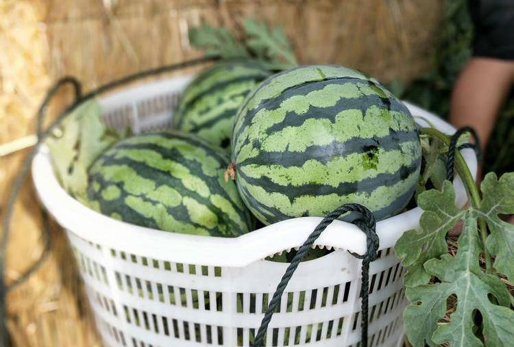 The Best Watermelon Kingdom
