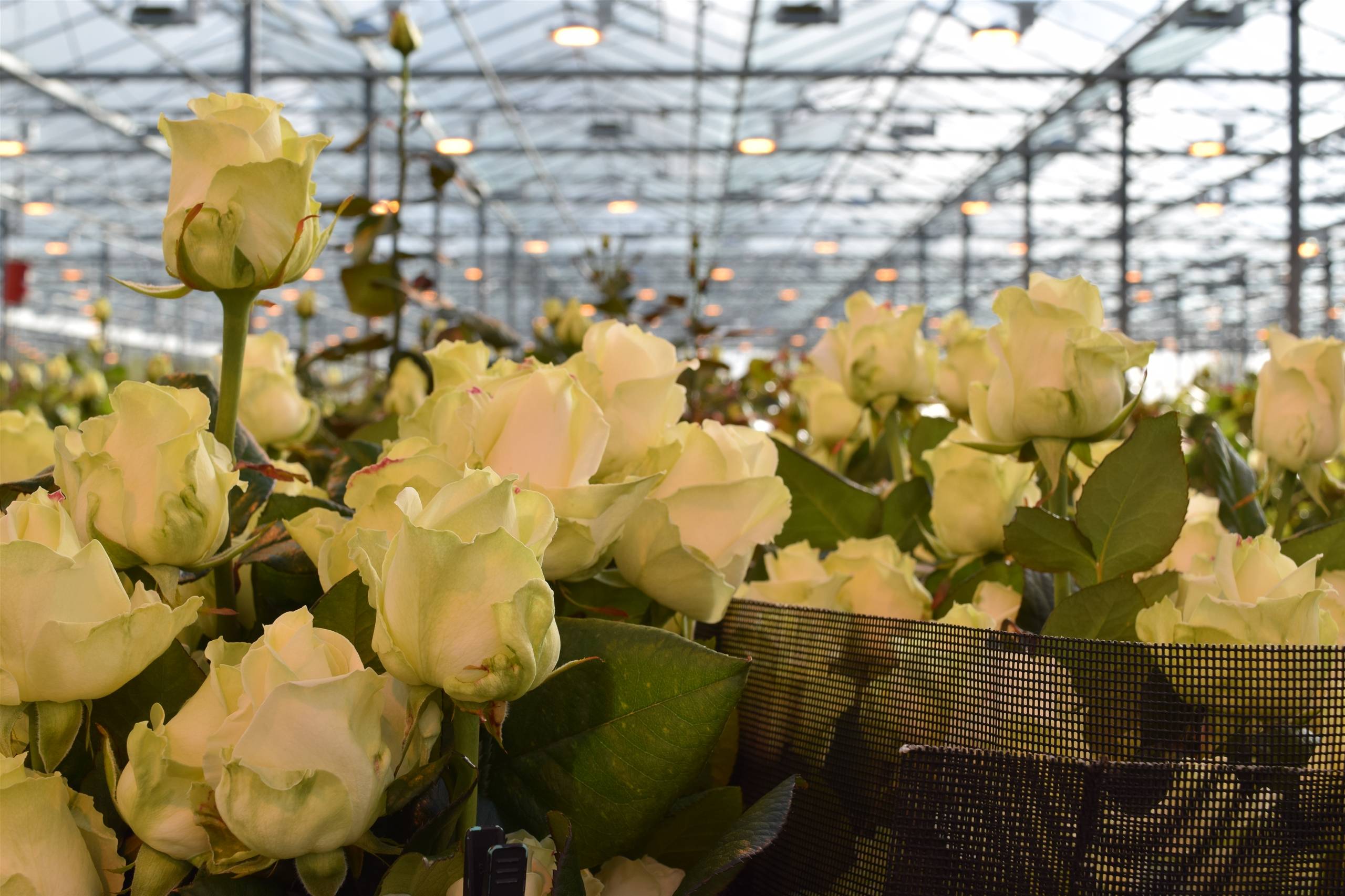 如何在温室中种植玫瑰不同是条件对玫瑰有什么影响