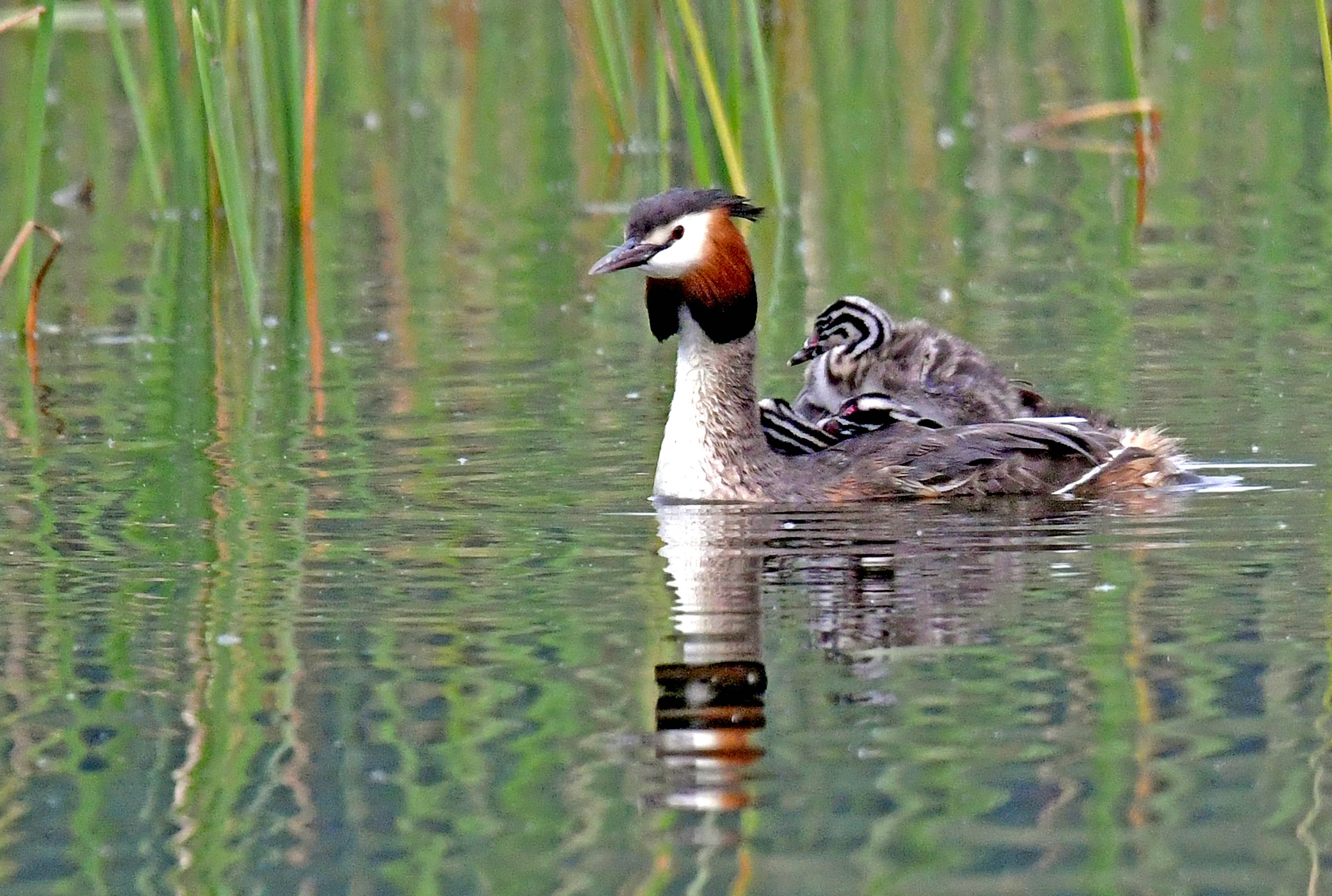 亲鸟背上的凤头䴙䴘雏鸟
