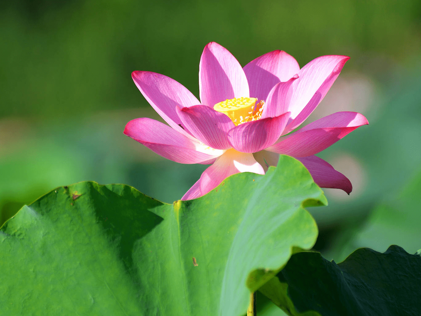 六月美丽的时间_梦想_温熏_因为