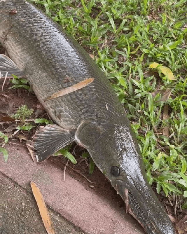 他的体型怪异,性格残忍,嘴巴扁长,有点鳄鱼的样子,故得名鳄雀鳝.