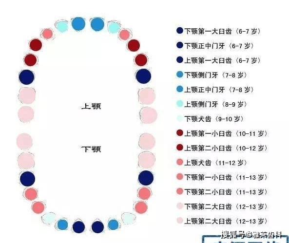 完整的兒童長牙兒童換牙順序圖20顆